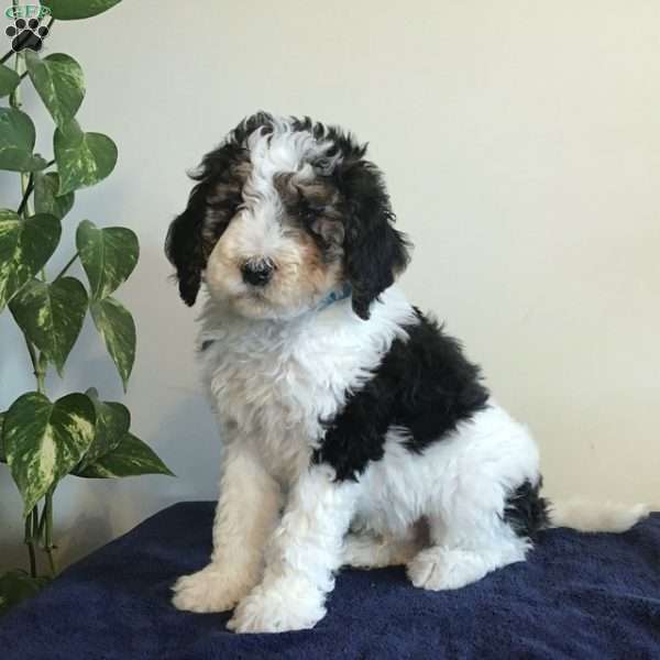 Pine, Bernedoodle Puppy